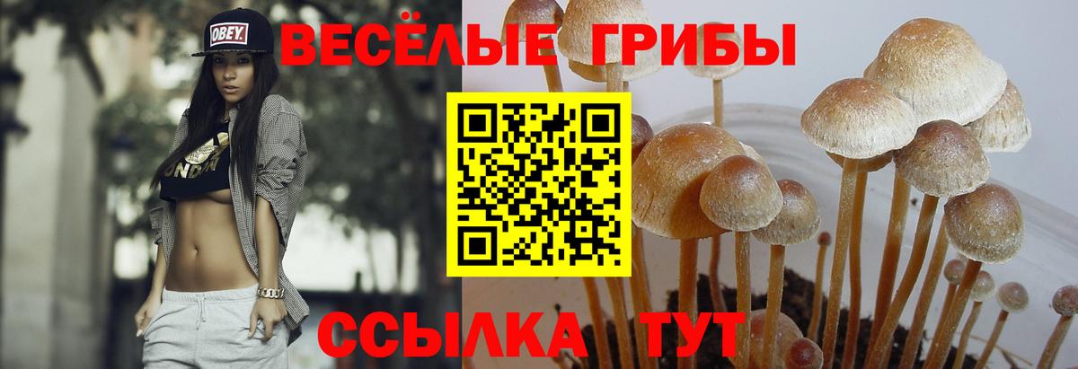 Псилоцибиновые грибы мицелий Тельмана